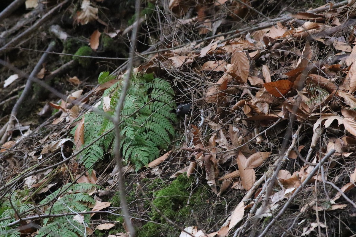 Dark-eyed Junco - ML150735591