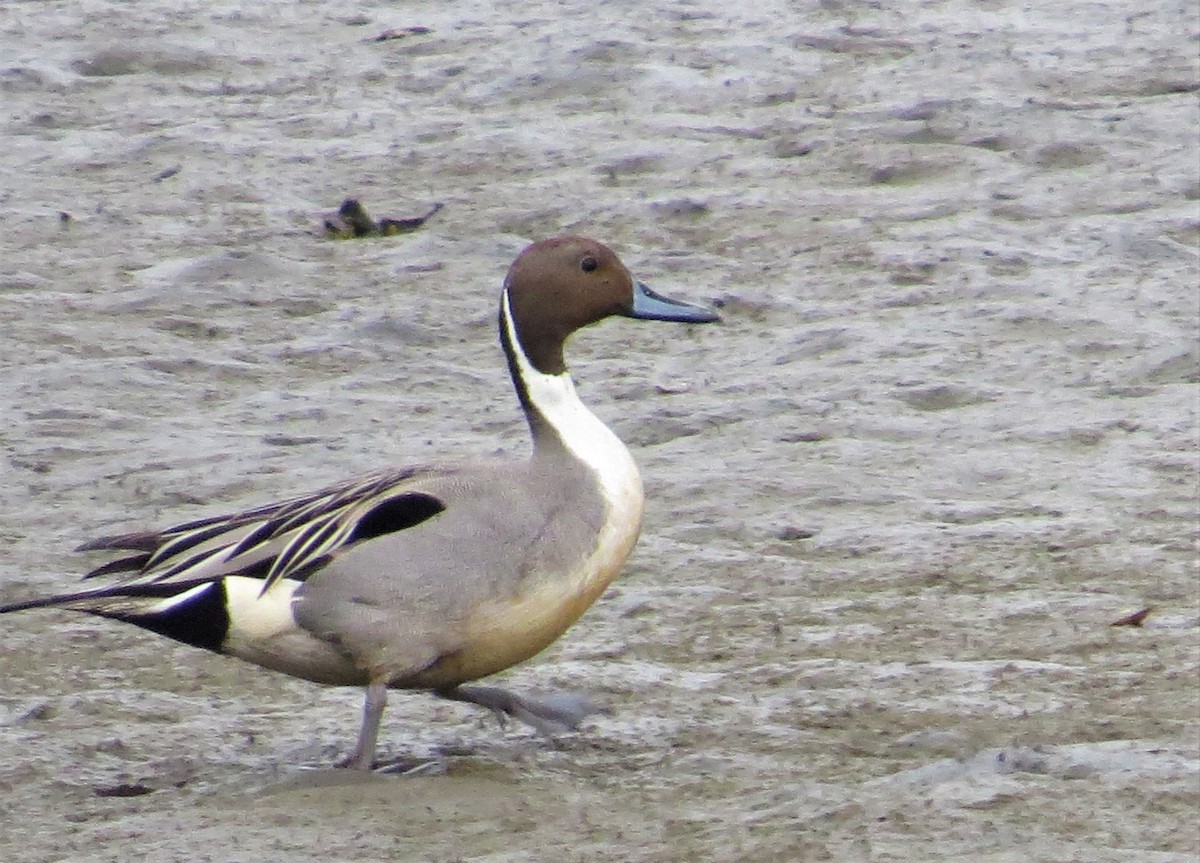 Northern Pintail - ML150736121