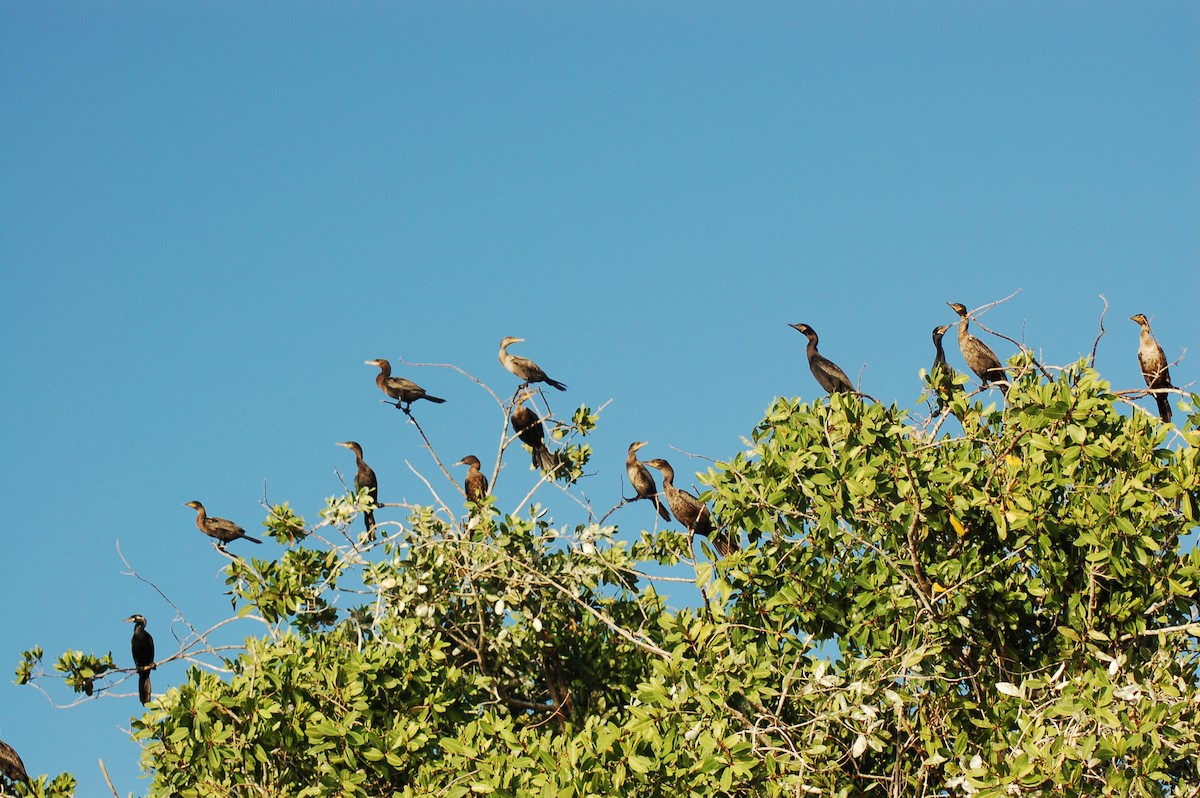 Cormorán Biguá - ML150736401