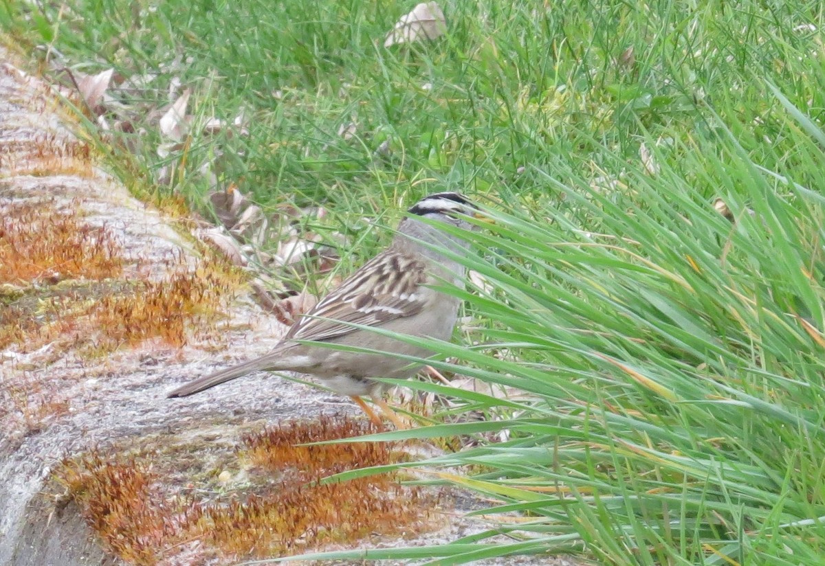 Bruant à couronne blanche - ML150736681