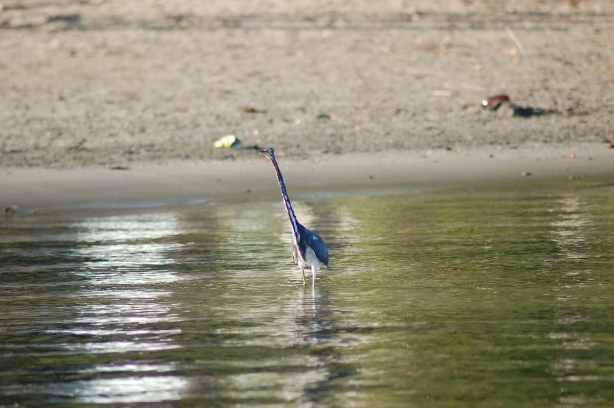 Tricolored Heron - ML150736821