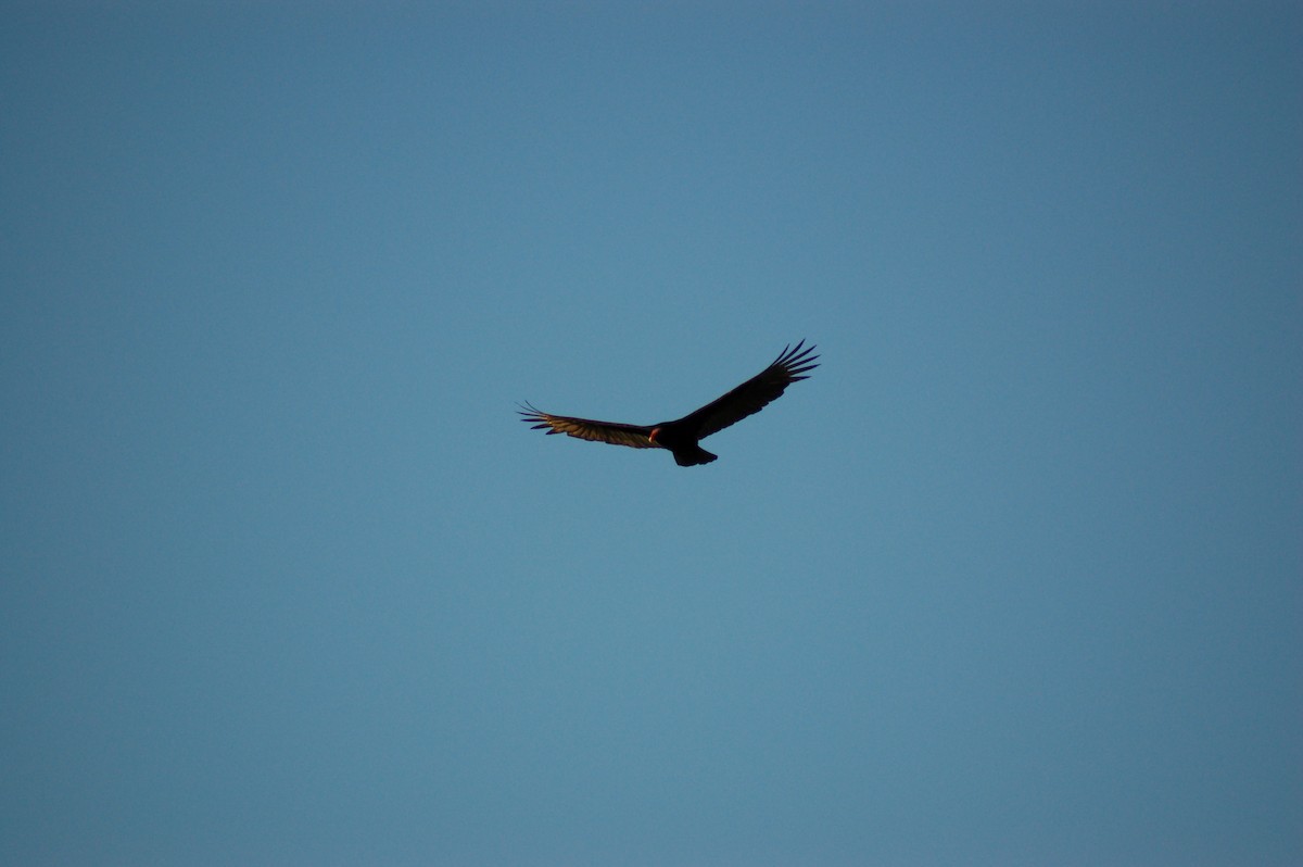 Turkey Vulture - ML150737091