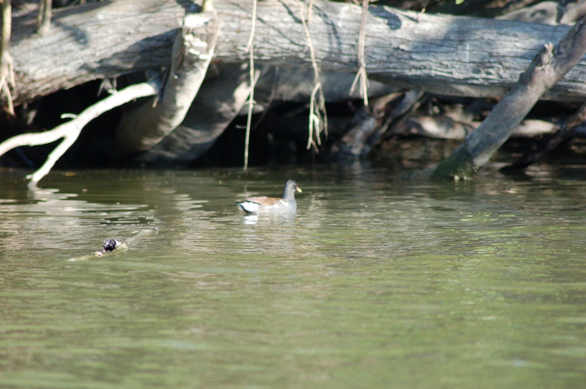 Common Gallinule - ML150737221