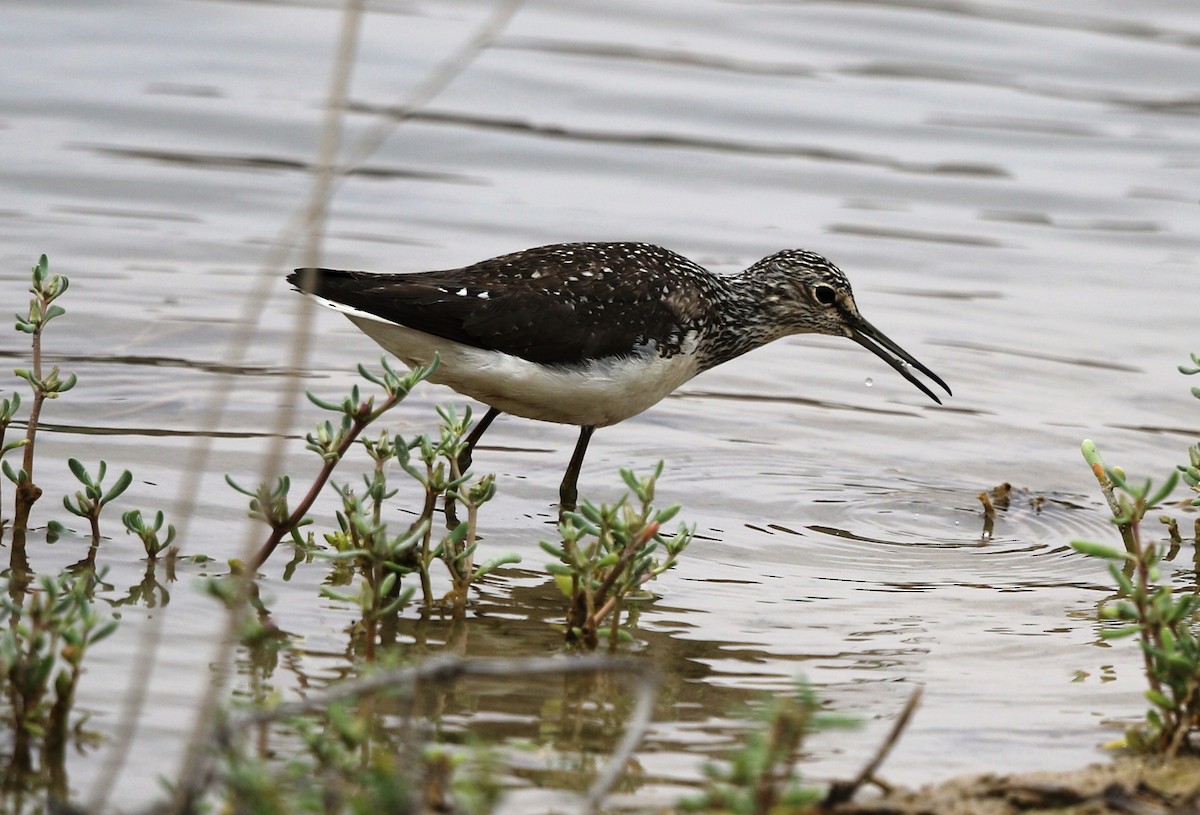 Green Sandpiper - DrReza Khan