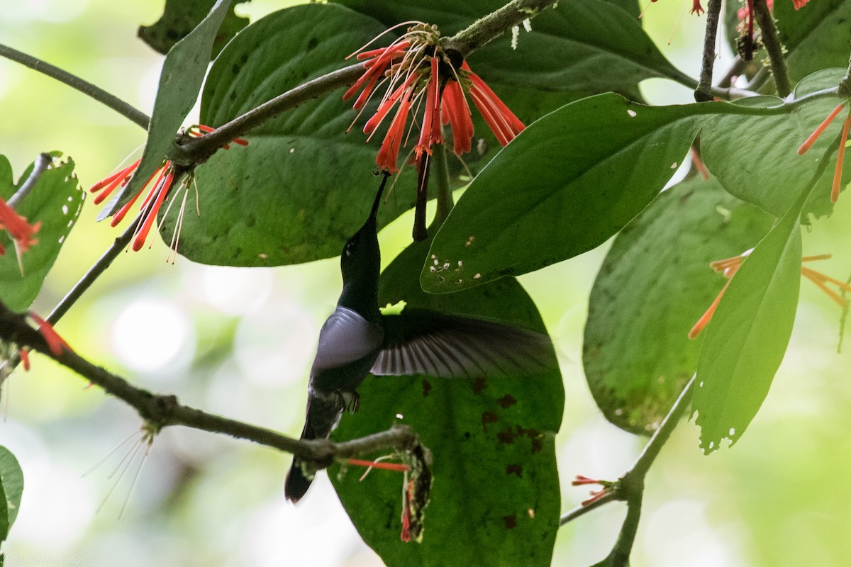 Violet-fronted Brilliant - Blair Dudeck