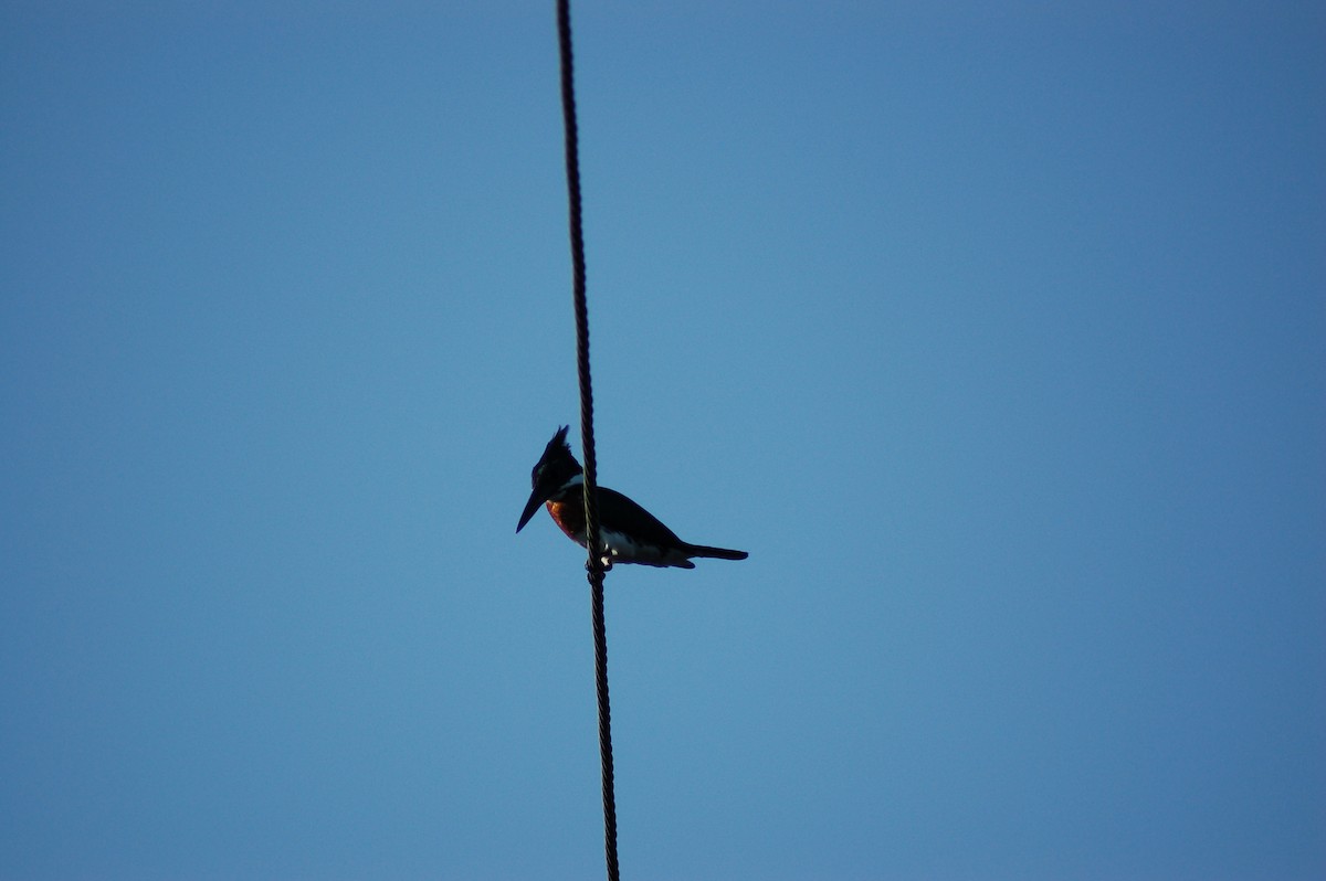 Ringed Kingfisher - ML150737341