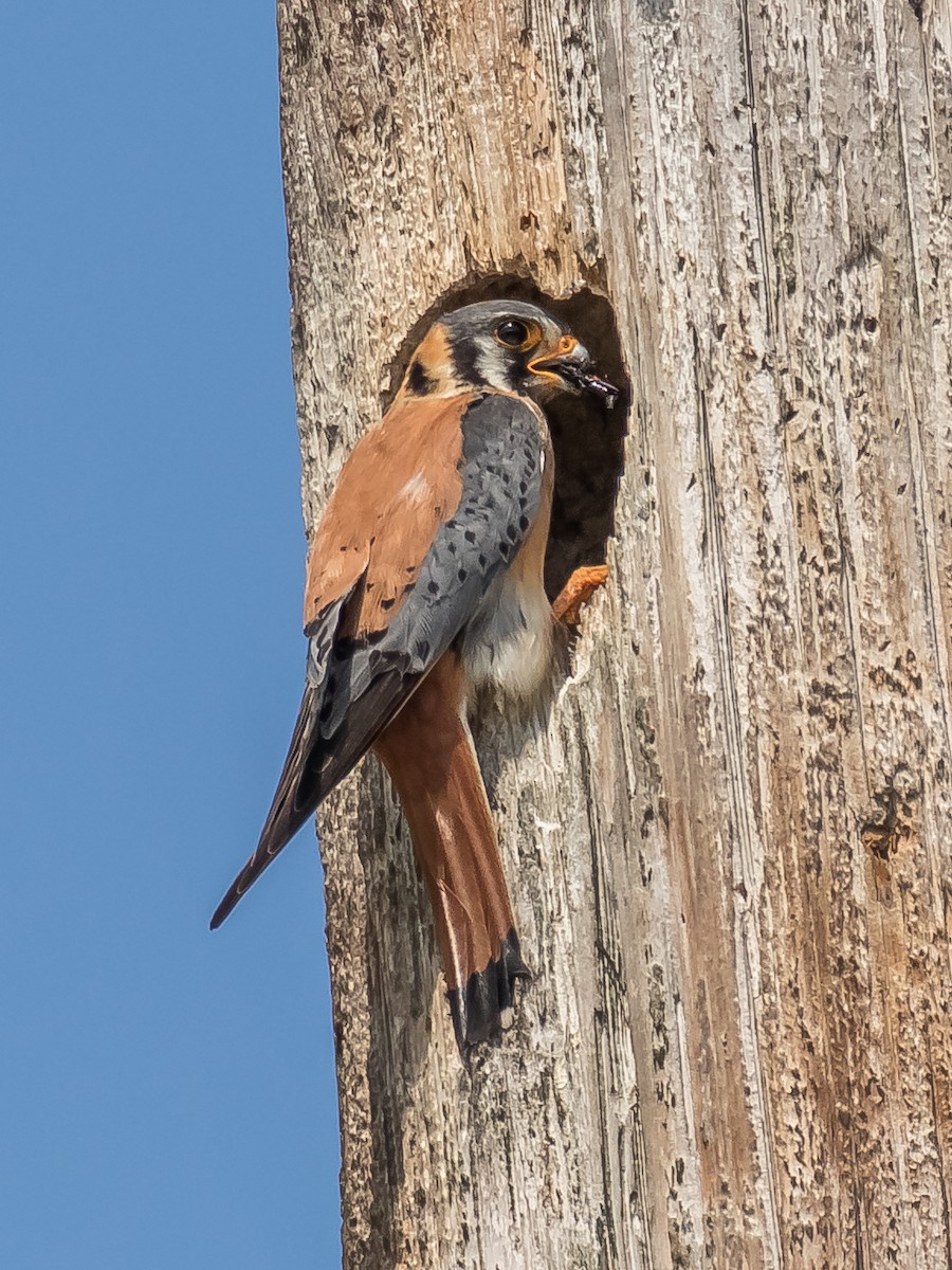 American Kestrel - Chris Dennard