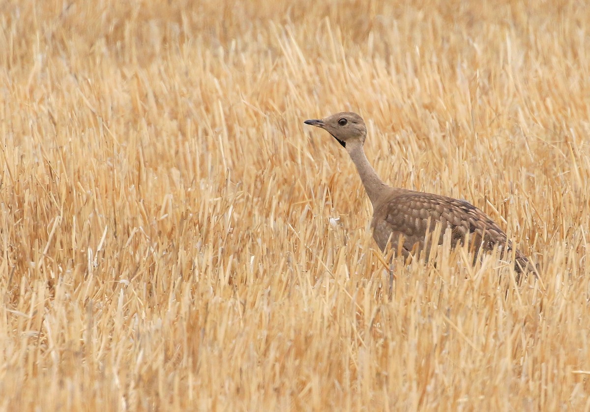 Karoo Bustard - Patrick MONNEY