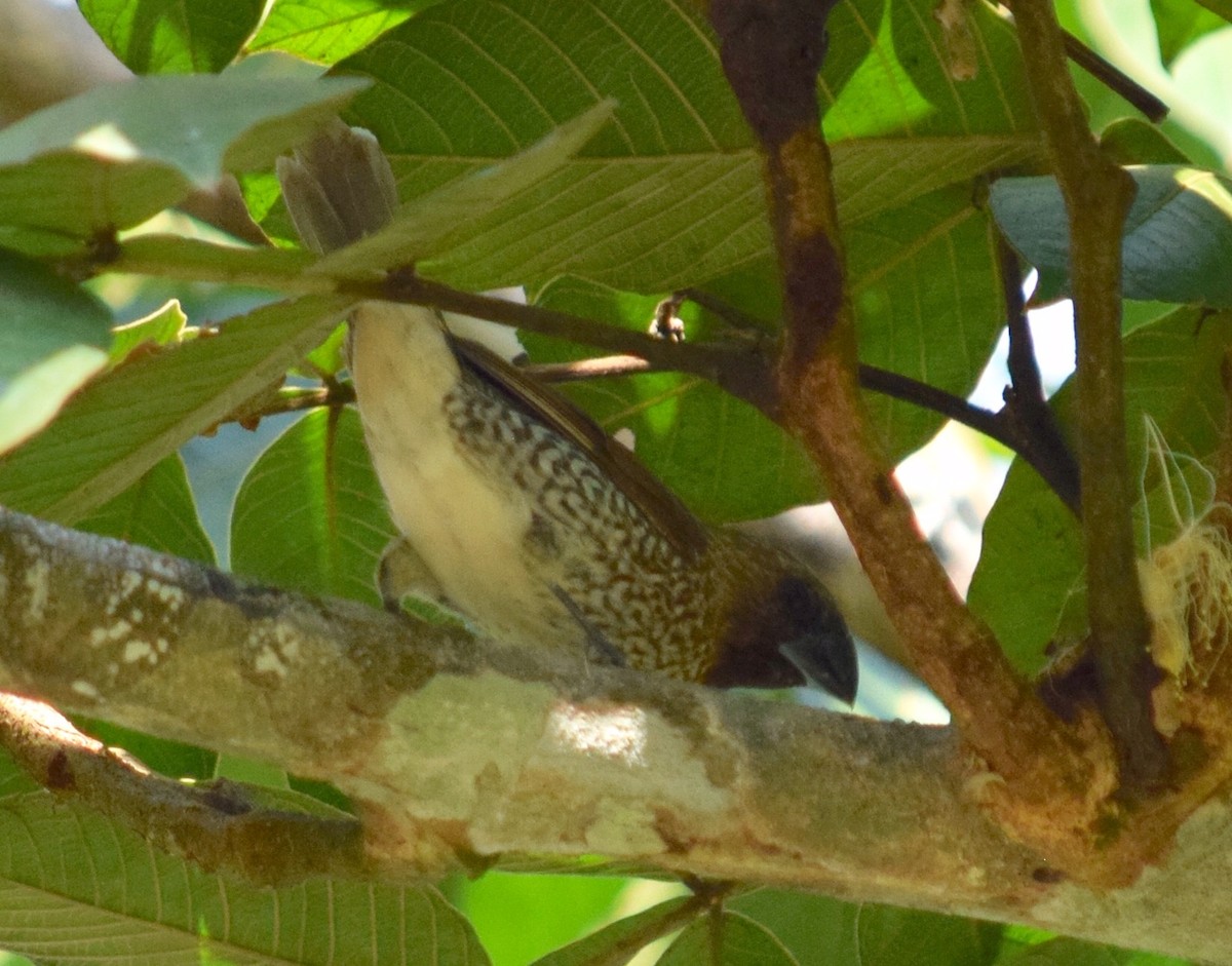 Scaly-breasted Munia - ML150743091