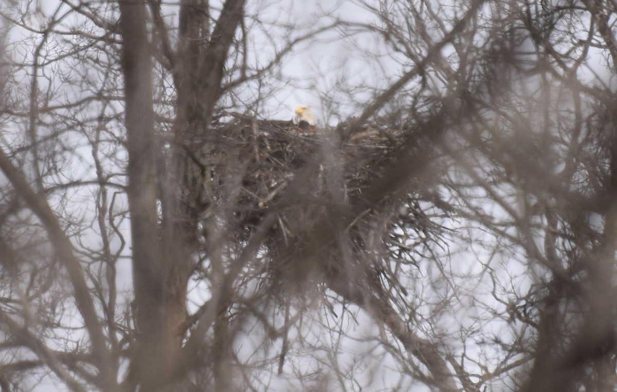 Bald Eagle - ML150743811