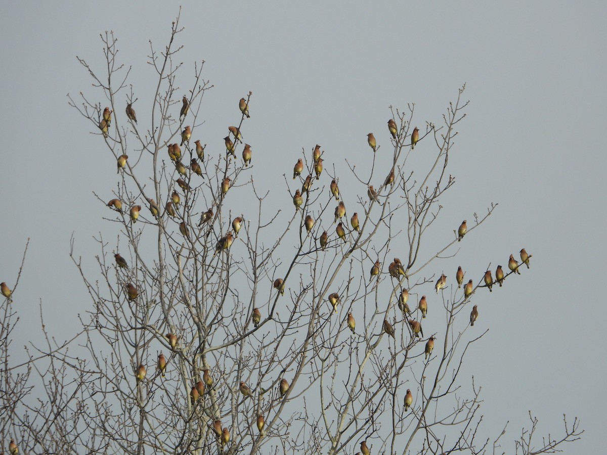 Cedar Waxwing - ML150745471