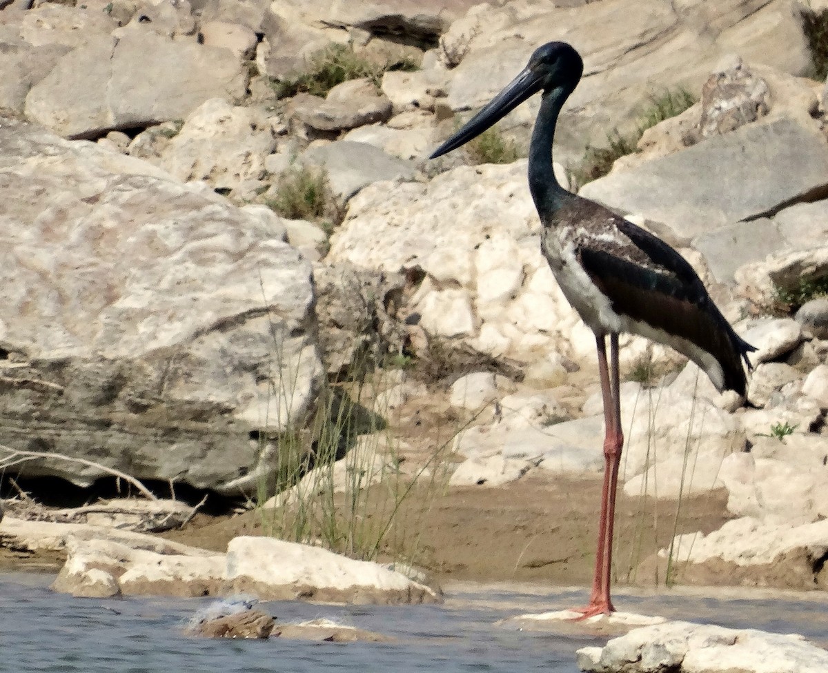 Black-necked Stork - ML150747931