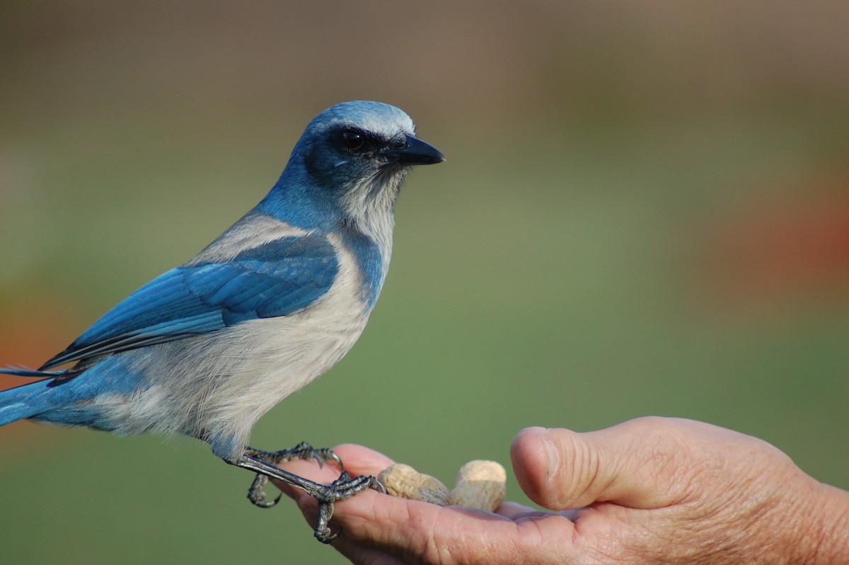 Florida Scrub-Jay - ML150748861