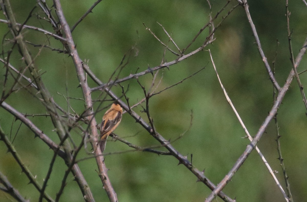 Copper Seedeater - ML150749101