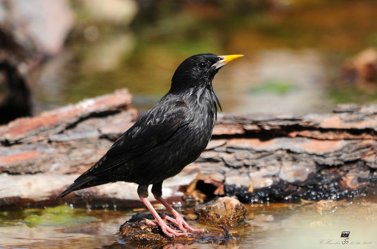 Spotless Starling - Carl  Hawker