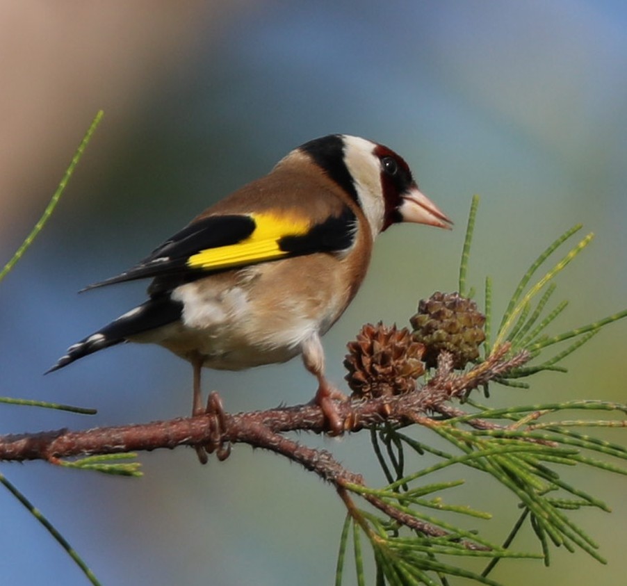 European Goldfinch - Richard Brewer