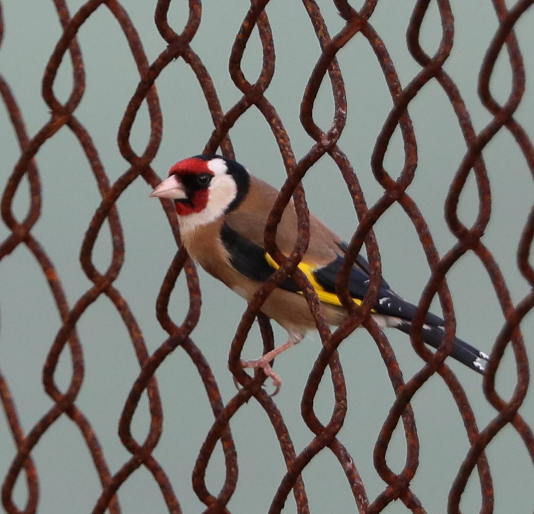 European Goldfinch - ML150752051