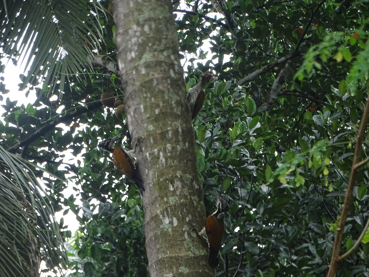 Malabar Flameback - Manoj Karingamadathil