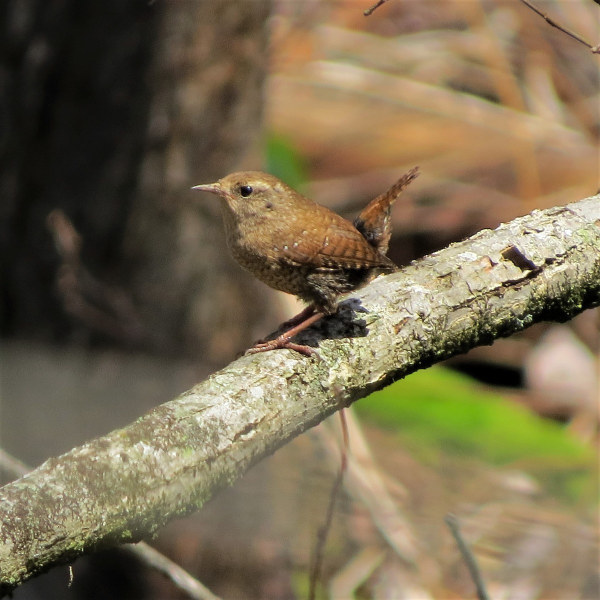 Winter Wren - ML150753011