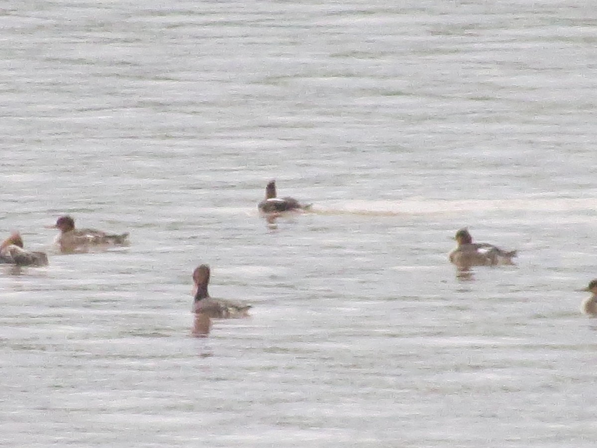 Red-breasted Merganser - ML150753721