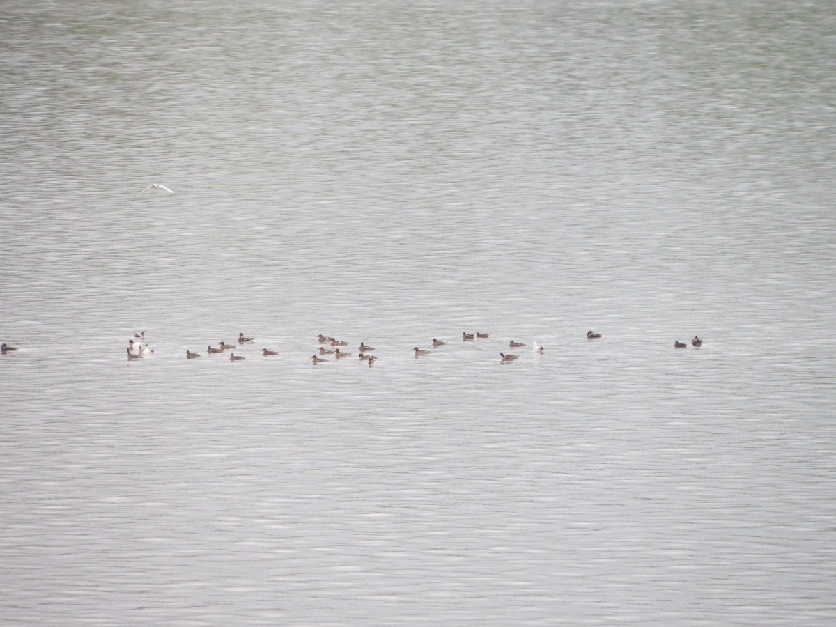 Red-breasted Merganser - ML150753741