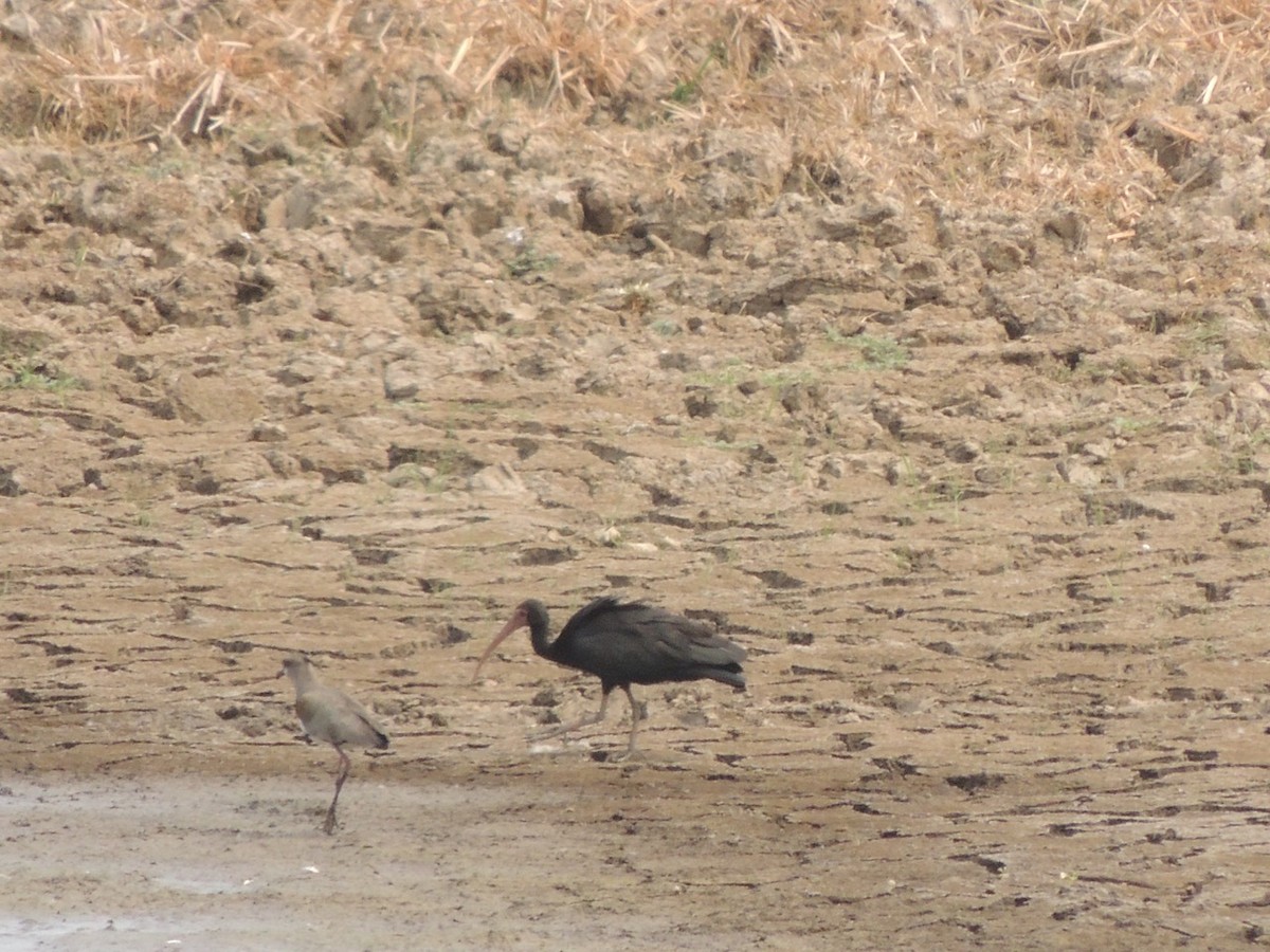 Ibis à face nue - ML150753751