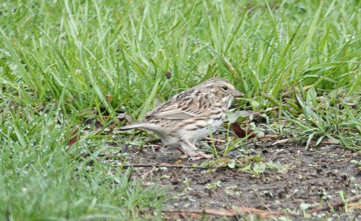 Savannah Sparrow - ML150753921