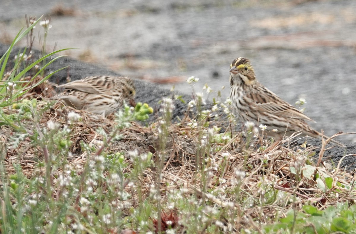 Savannah Sparrow - ML150753941