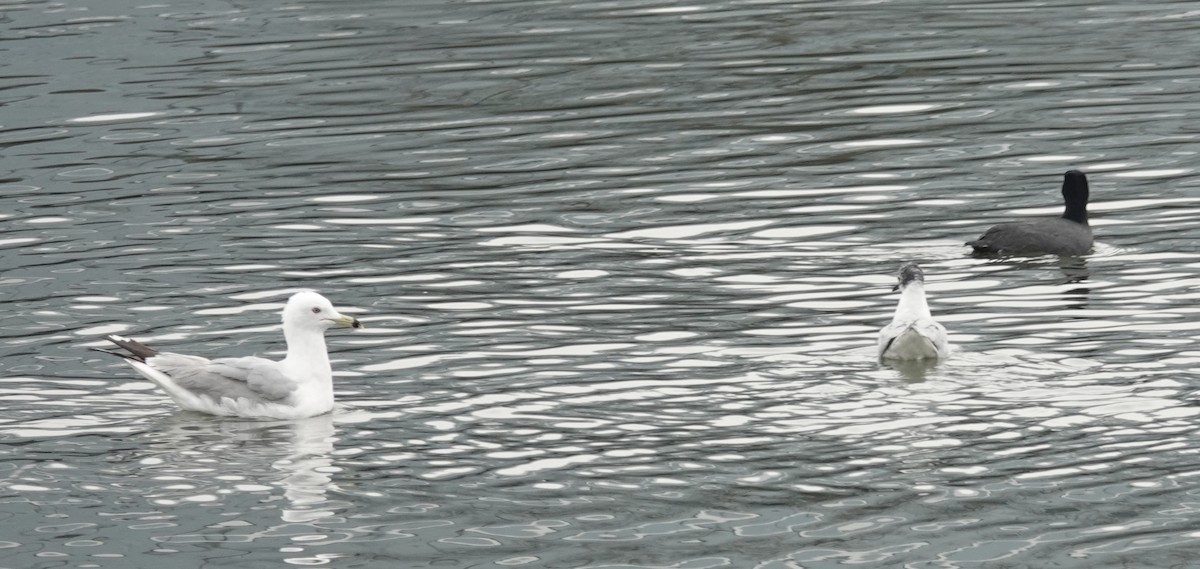 Mouette de Bonaparte - ML150754101