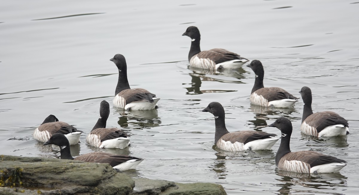 Brant - ML150754311