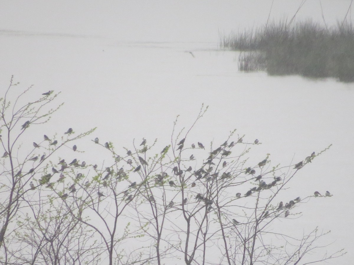 Tree Swallow - ML150754771