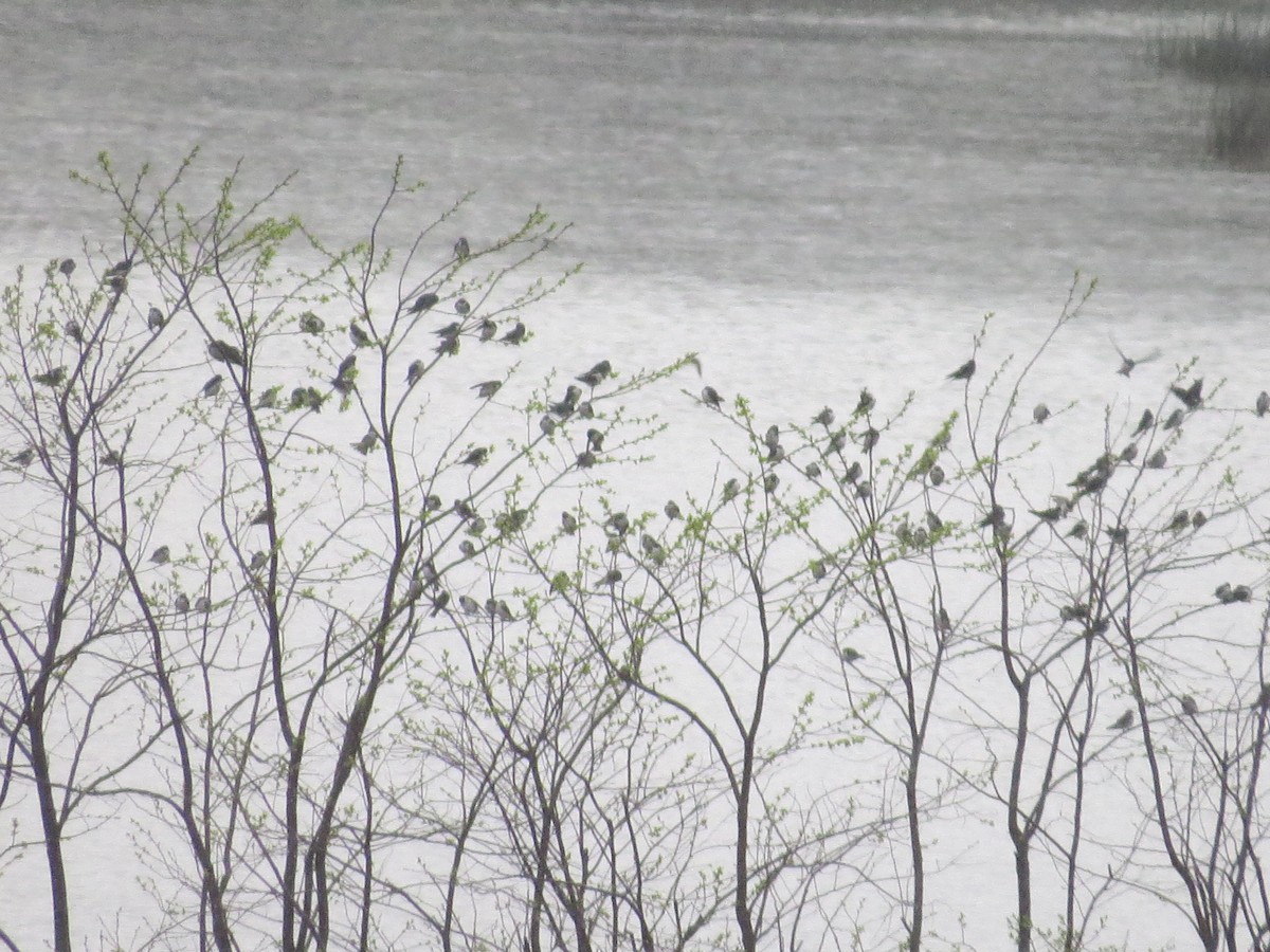 Tree Swallow - ML150754781