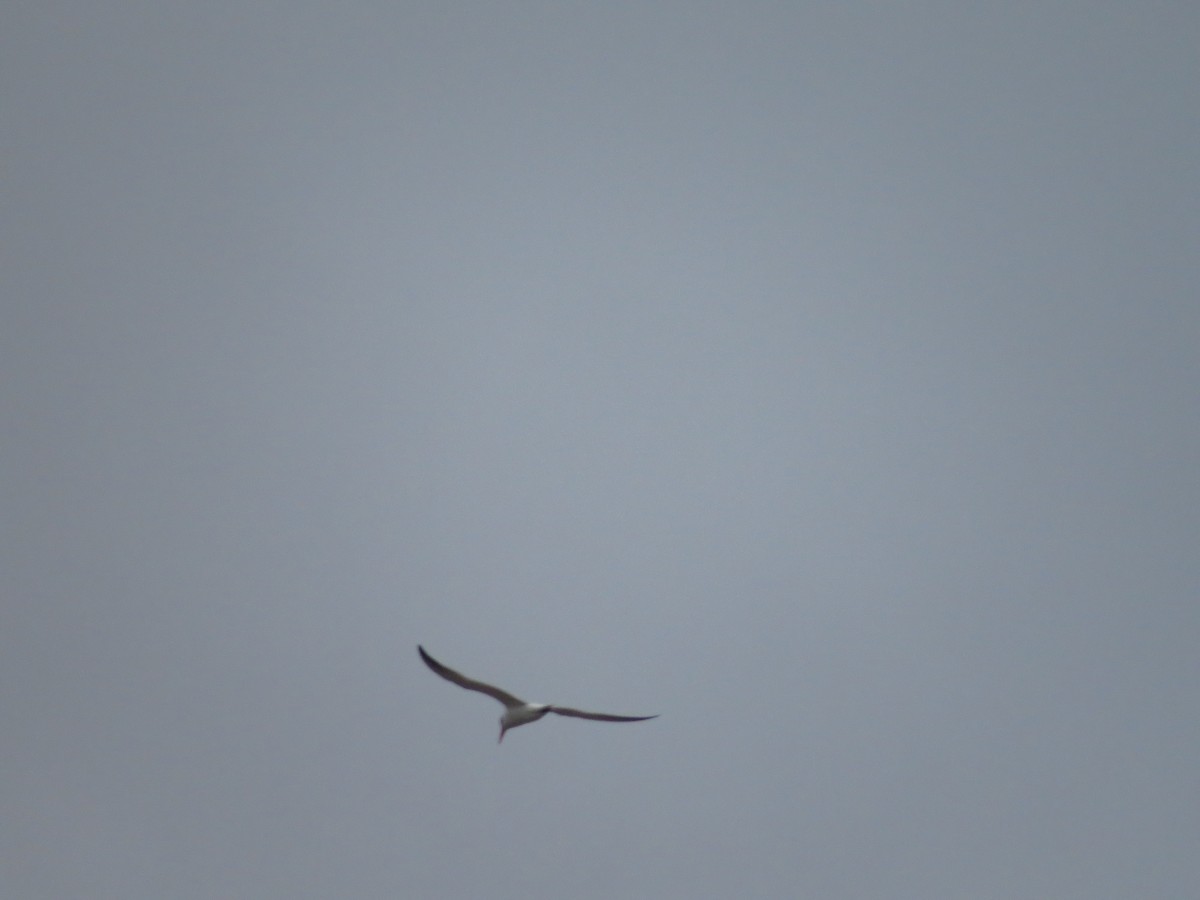 Caspian Tern - ML150754991