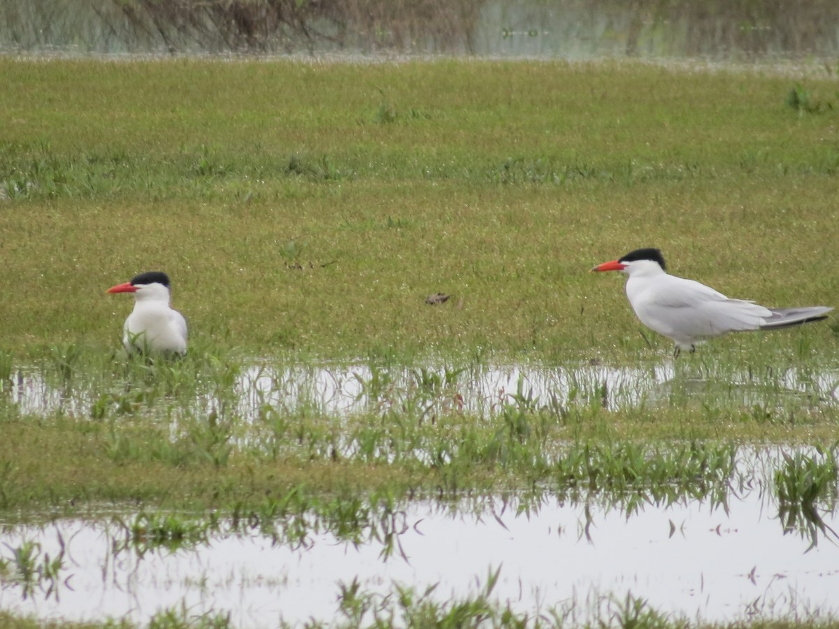 Caspian Tern - ML150755001