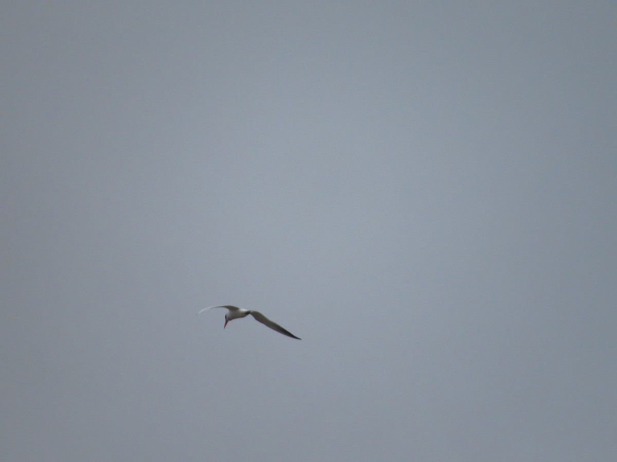 Caspian Tern - ML150755011