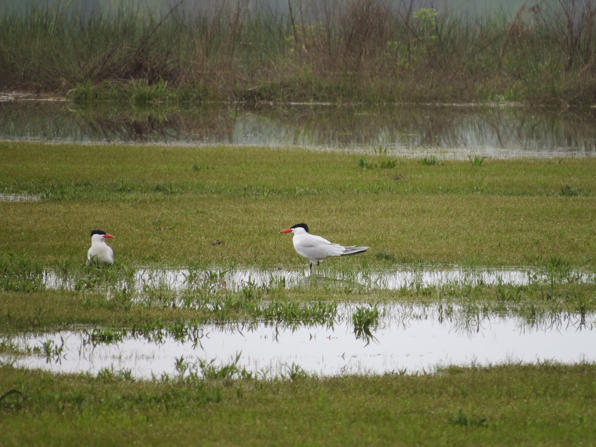 Caspian Tern - ML150755041