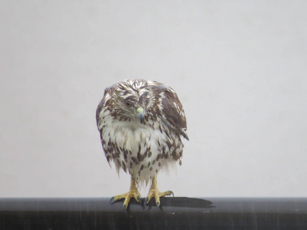 Red-tailed Hawk - ML150755661