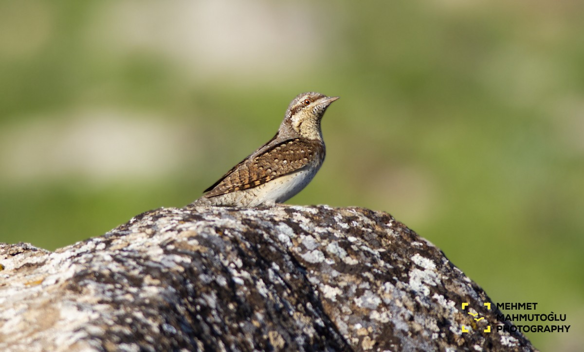 Eurasian Wryneck - ML150757041