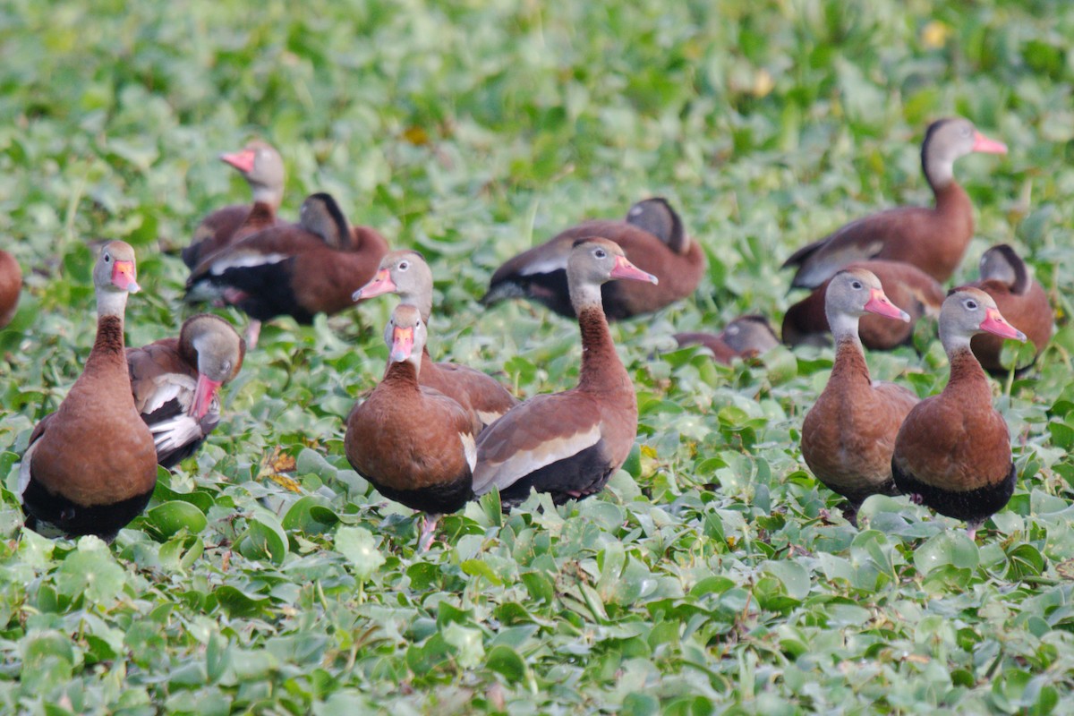 Black-bellied Whistling-Duck - George Ross