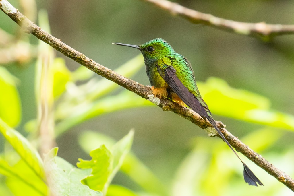 Peruvian Racket-tail - Ilya Povalyaev