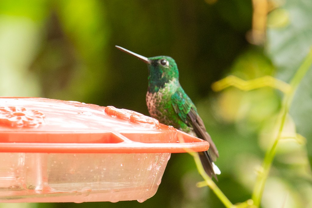 Colibri à sous-caudales rousses - ML150757751