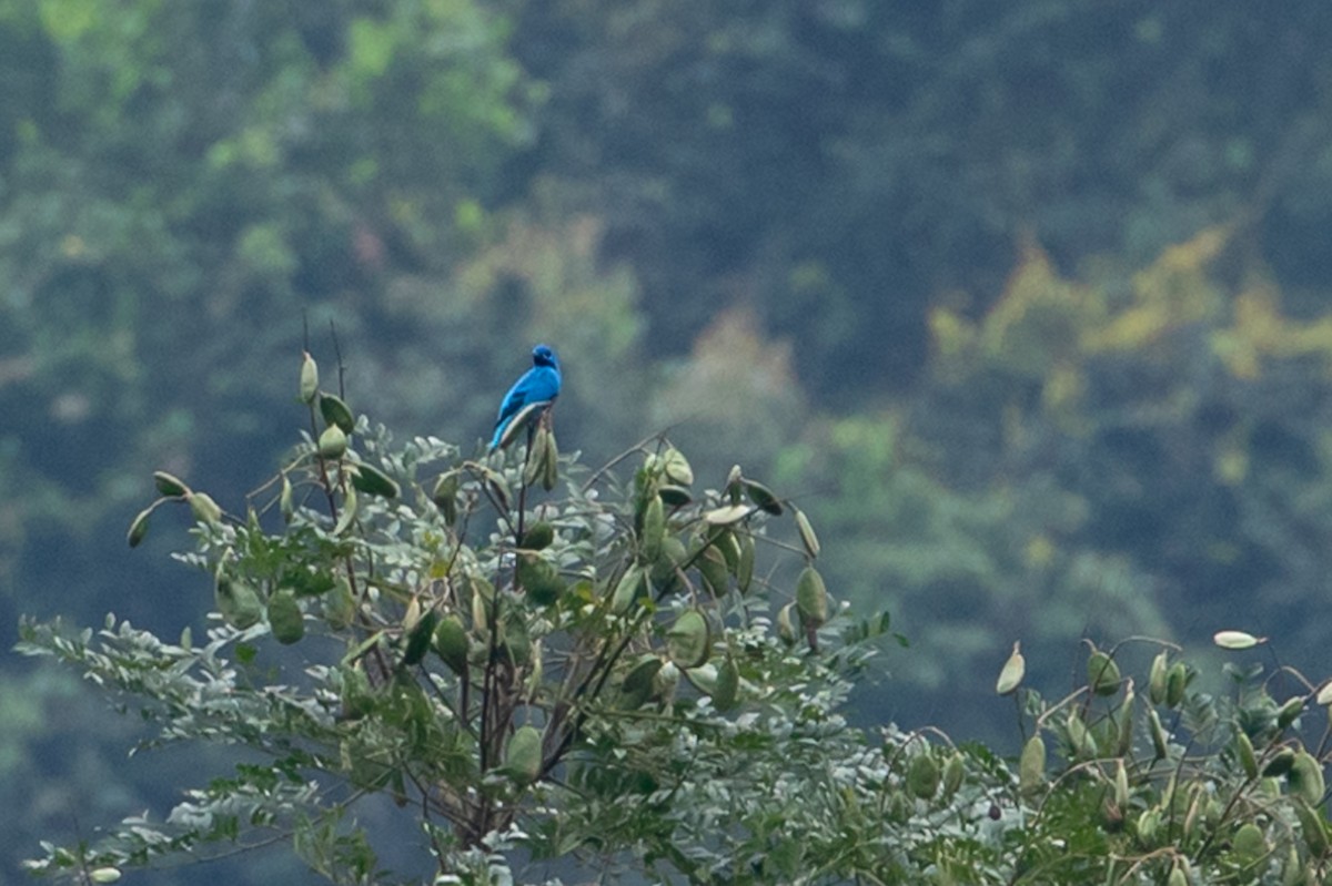 Blue Cotinga - ML150757831