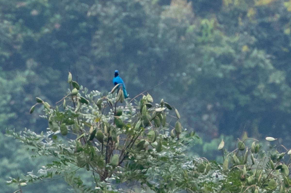 Blue Cotinga - ML150757841
