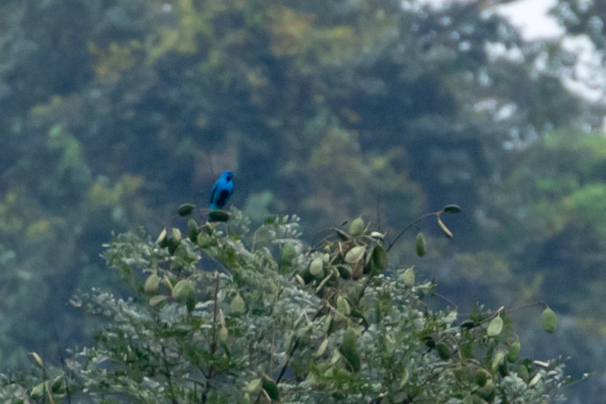 Blue Cotinga - ML150757851