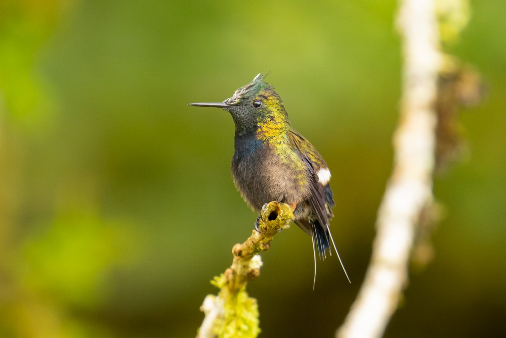 kolibřík ostrochocholatý - ML150757921