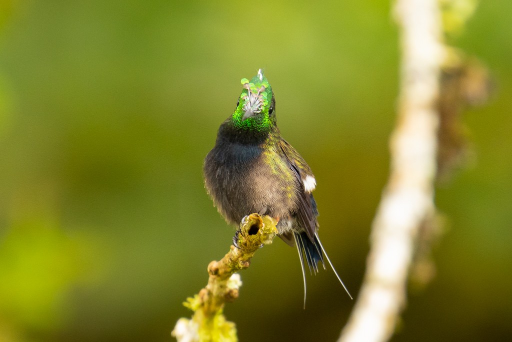 kolibřík ostrochocholatý - ML150757941