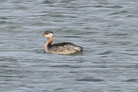 Red-necked Grebe - ML150758491
