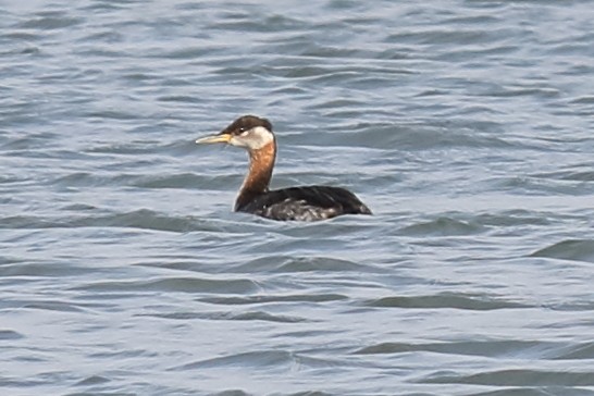 Red-necked Grebe - ML150758501