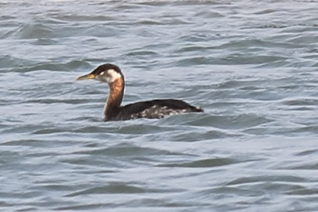 Red-necked Grebe - ML150758681