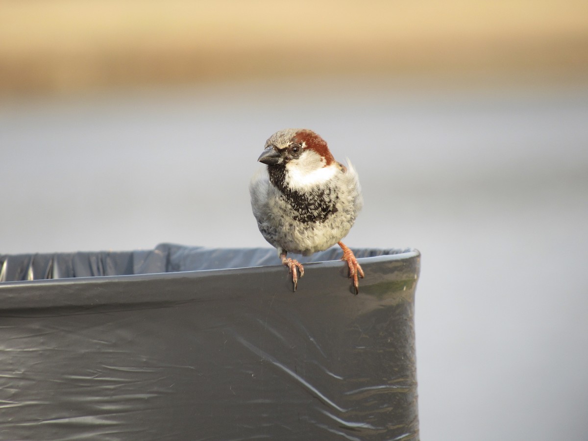 House Sparrow - ML150759211